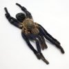 Large Taxidermy Cobalt Blue Tarantula (haplopelma lividum) (F) - TaxidermyArtistry Large Taxidermy Cobalt Blue Tarantula (haplopelma lividum) (F) - TaxidermyArtistry