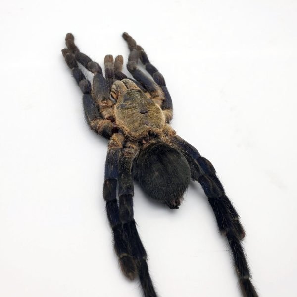 Large Taxidermy Cobalt Blue Tarantula (haplopelma lividum) (F) - TaxidermyArtistry Large Taxidermy Cobalt Blue Tarantula (haplopelma lividum) (F) - TaxidermyArtistry