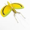Large Yellow Phasmidae (Eurynecroscia nigrofasciata) (Spread) (M) - TaxidermyArtistry Large Yellow Phasmidae (Eurynecroscia nigrofasciata) (Spread) (M) - TaxidermyArtistry