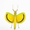 Large Yellow Phasmidae (Eurynecroscia nigrofasciata) (Spread) (M) - TaxidermyArtistry Large Yellow Phasmidae (Eurynecroscia nigrofasciata) (Spread) (M) - TaxidermyArtistry