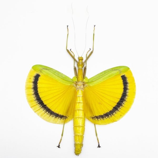 Large Yellow Phasmidae (Eurynecroscia nigrofasciata) (Spread) (M) - TaxidermyArtistry Large Yellow Phasmidae (Eurynecroscia nigrofasciata) (Spread) (M) - TaxidermyArtistry