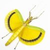 Large Yellow Phasmidae (Eurynecroscia nigrofasciata) (Spread) (M) - TaxidermyArtistry Large Yellow Phasmidae (Eurynecroscia nigrofasciata) (Spread) (M) - TaxidermyArtistry