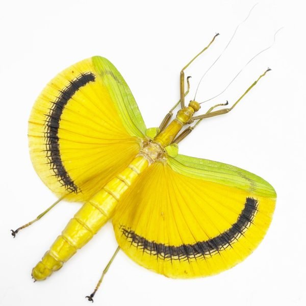 Large Yellow Phasmidae (Eurynecroscia nigrofasciata) (Spread) (M) - TaxidermyArtistry Large Yellow Phasmidae (Eurynecroscia nigrofasciata) (Spread) (M) - TaxidermyArtistry