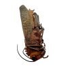 Largest Brown Grasshopper (Tropidacris dux) (F) Insect - TaxidermyArtistry