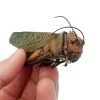 Largest Brown Grasshopper (Tropidacris dux) (F) Insect - TaxidermyArtistry