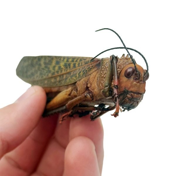 Largest Brown Grasshopper (Tropidacris dux) (F) Insect - TaxidermyArtistry