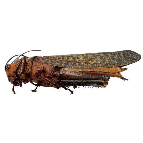 Largest Brown Grasshopper (Tropidacris dux) (F) Insect - TaxidermyArtistry