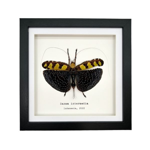Long Horned Grasshopper flower/leaf mimic Frame (Sanaa intermedia) - TaxidermyArtistry Long Horned Grasshopper flower/leaf mimic Frame (Sanaa intermedia) - TaxidermyArtistry