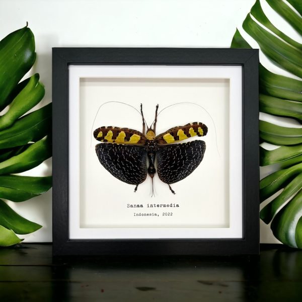 Long Horned Grasshopper flower/leaf mimic Frame (Sanaa intermedia) - TaxidermyArtistry Long Horned Grasshopper flower/leaf mimic Frame (Sanaa intermedia) - TaxidermyArtistry