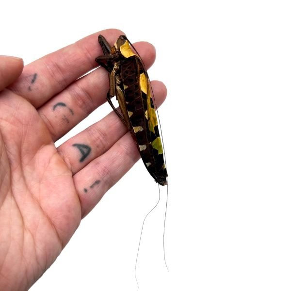 Long Horned Grasshopper flower/leaf mimic katydid (Sanaa intermedia) - TaxidermyArtistry