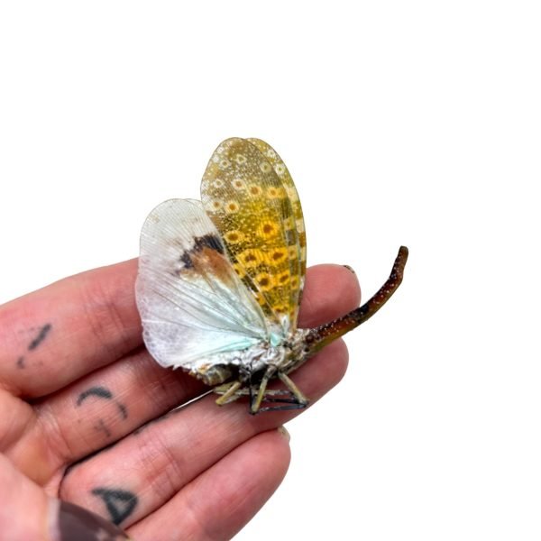 Long nose Lantern Fly (Pyrops oculata) - TaxidermyArtistry Long nose Lantern Fly (Pyrops oculata) - TaxidermyArtistry