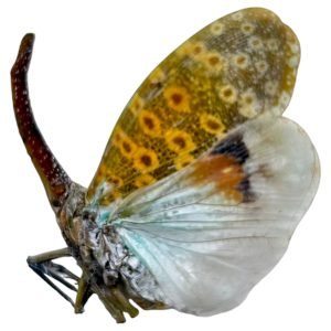 Long nose Lantern Fly (Pyrops oculata) - TaxidermyArtistry