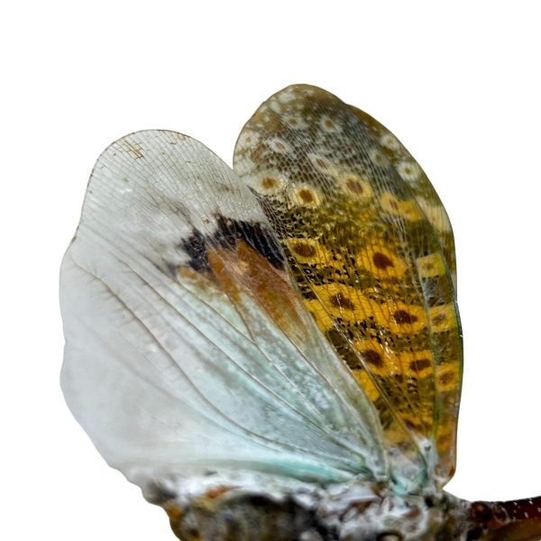 Long nose Lantern Fly (Pyrops oculata) - TaxidermyArtistry Long nose Lantern Fly (Pyrops oculata) - TaxidermyArtistry