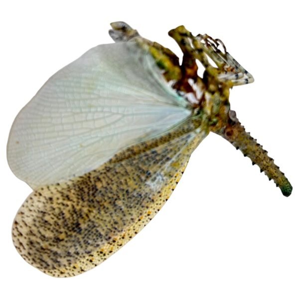 Long nose Lantern Fly (Zanna nobilis) - TaxidermyArtistry Long nose Lantern Fly (Zanna nobilis) - TaxidermyArtistry