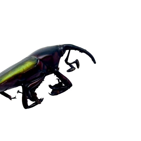 Long Nosed Green Weevil (Paratasis elegans) - TaxidermyArtistry Long Nosed Green Weevil (Paratasis elegans) - TaxidermyArtistry