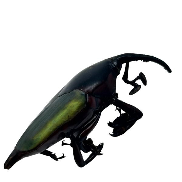 Long Nosed Green Weevil (Paratasis elegans) - TaxidermyArtistry Long Nosed Green Weevil (Paratasis elegans) - TaxidermyArtistry