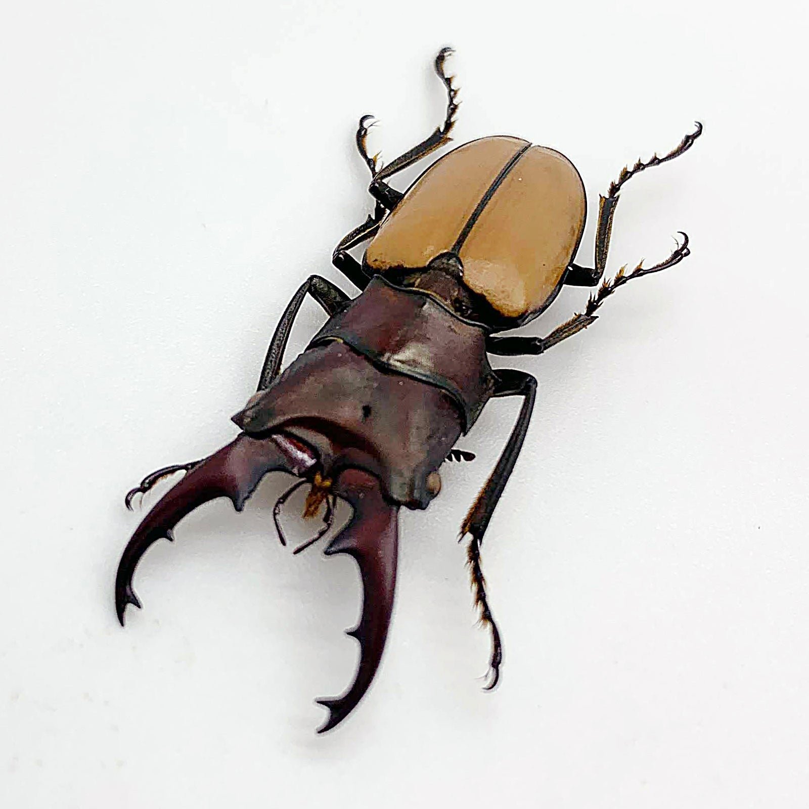 Bittal Insect Longjaw Beetle cyclommatus bicolor Insect