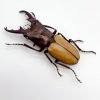 Longjaw Beetle cyclommatus bicolor Insect - TaxidermyArtistry