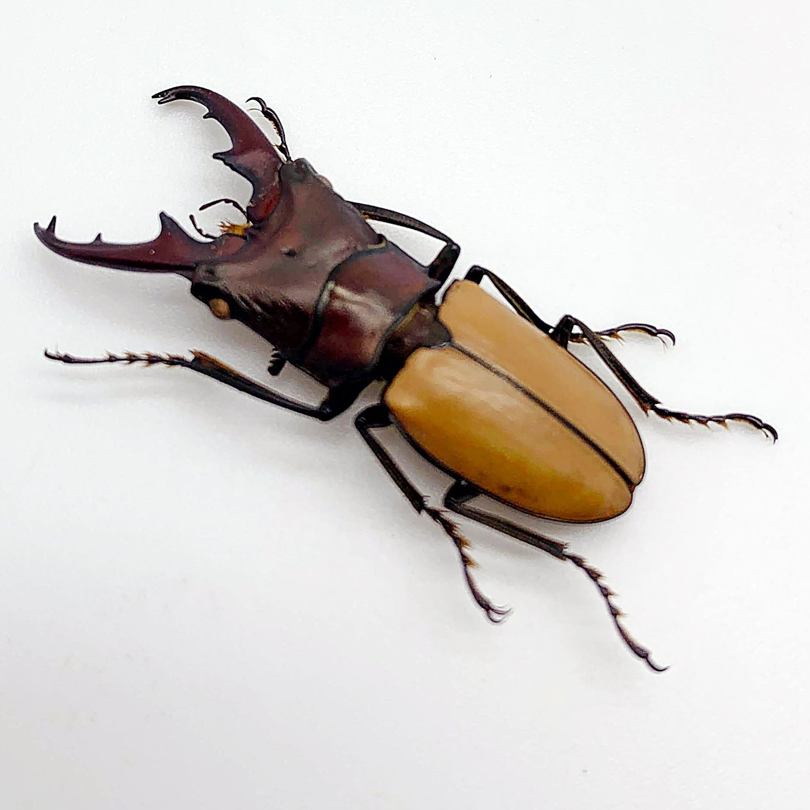 Bittal Insect Longjaw Beetle cyclommatus bicolor Insect