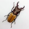 Longjaw Beetle cyclommatus bicolor Insect - TaxidermyArtistry