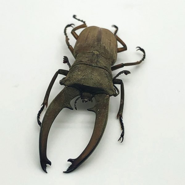 Longjaw Beetle Cyclommatus canaliculatus Insect - TaxidermyArtistry Longjaw Beetle Cyclommatus canaliculatus Insect - TaxidermyArtistry