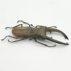 Longjaw Beetle Cyclommatus canaliculatus Insect - TaxidermyArtistry Longjaw Beetle Cyclommatus canaliculatus Insect - TaxidermyArtistry