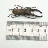 Longjaw Beetle Cyclommatus canaliculatus Insect - TaxidermyArtistry Longjaw Beetle Cyclommatus canaliculatus Insect - TaxidermyArtistry