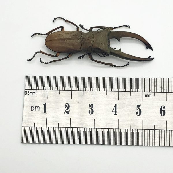 Longjaw Beetle Cyclommatus canaliculatus Insect - TaxidermyArtistry Longjaw Beetle Cyclommatus canaliculatus Insect - TaxidermyArtistry