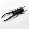 Longjaw Beetle Cyclommatus metallifer finae (BLACK) Insect - TaxidermyArtistry Longjaw Beetle Cyclommatus metallifer finae (BLACK) Insect - TaxidermyArtistry