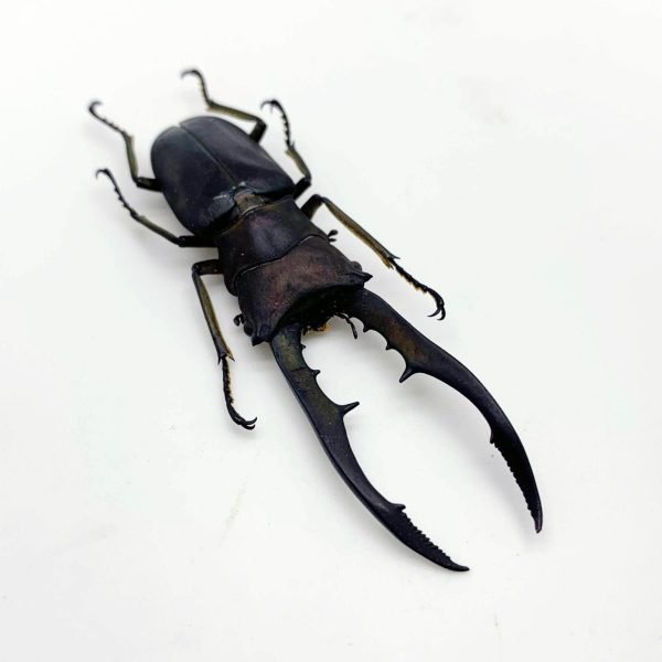 Longjaw Beetle Cyclommatus metallifer finae (BLACK) Insect - TaxidermyArtistry Longjaw Beetle Cyclommatus metallifer finae (BLACK) Insect - TaxidermyArtistry