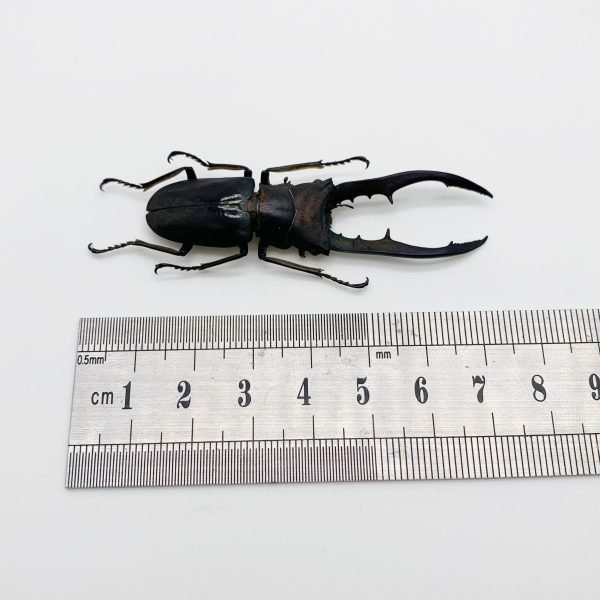 Longjaw Beetle Cyclommatus metallifer finae (BLACK) Insect - TaxidermyArtistry Longjaw Beetle Cyclommatus metallifer finae (BLACK) Insect - TaxidermyArtistry