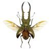 Longjaw Beetle Cyclommatus metallifer (Spread) - TaxidermyArtistry