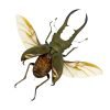 Longjaw Beetle Cyclommatus metallifer (Spread) - TaxidermyArtistry
