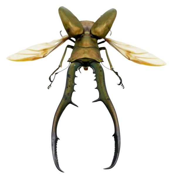 Longjaw Beetle Cyclommatus metallifer (SPREAD) (HUGE) - TaxidermyArtistry