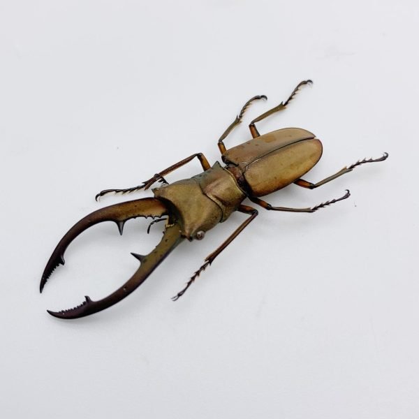 Longjaw Beetle Cyclommatus tarandus - TaxidermyArtistry Longjaw Beetle Cyclommatus tarandus - TaxidermyArtistry