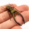 Longjaw Beetle Cyclommatus tarandus - TaxidermyArtistry Longjaw Beetle Cyclommatus tarandus - TaxidermyArtistry