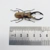 Longjaw Beetle Cyclommatus tarandus - TaxidermyArtistry Longjaw Beetle Cyclommatus tarandus - TaxidermyArtistry