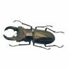 Longjaw Beetle Cyclommatus truncatus Insect - TaxidermyArtistry Longjaw Beetle Cyclommatus truncatus Insect - TaxidermyArtistry