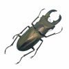 Longjaw Beetle Cyclommatus truncatus Insect - TaxidermyArtistry Longjaw Beetle Cyclommatus truncatus Insect - TaxidermyArtistry