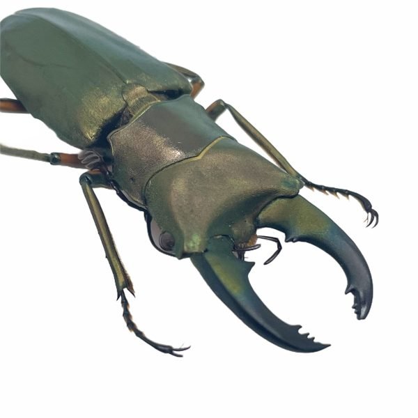 Longjaw Beetle Cyclommatus truncatus Insect - TaxidermyArtistry Longjaw Beetle Cyclommatus truncatus Insect - TaxidermyArtistry