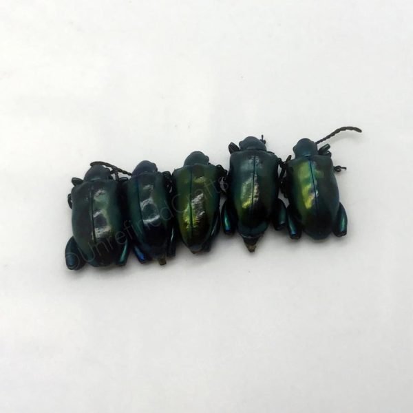 Lot of 5 GIANT Frog-Beetle Sagra Femoralis - TaxidermyArtistry Lot of 5 GIANT Frog-Beetle Sagra Femoralis - TaxidermyArtistry