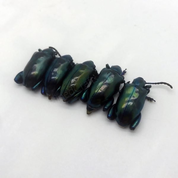 Lot of 5 GIANT Frog-Beetle Sagra Femoralis - TaxidermyArtistry Lot of 5 GIANT Frog-Beetle Sagra Femoralis - TaxidermyArtistry