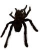 M Tarantula Spider (Selonocosmia javanensis dolichoplectra) - TaxidermyArtistry