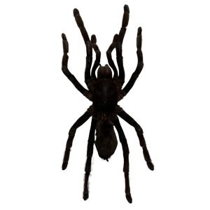 M Tarantula Spider (Selonocosmia javanensis dolichoplectra) - TaxidermyArtistry M Tarantula Spider (Selonocosmia javanensis dolichoplectra) - TaxidermyArtistry