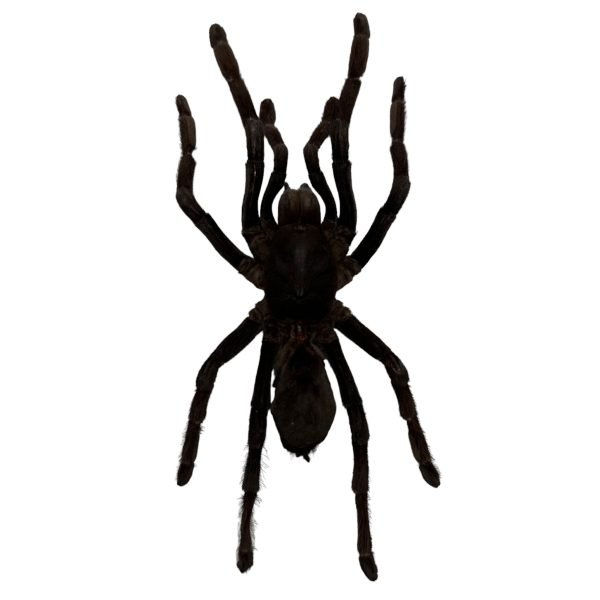 M Tarantula Spider (Selonocosmia javanensis dolichoplectra) - TaxidermyArtistry
