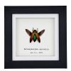 Magnificent Jewel Beetle (Metaxymorpha apicalis) Framed Specimen - TaxidermyArtistry Magnificent Jewel Beetle (Metaxymorpha apicalis) Framed Specimen - TaxidermyArtistry
