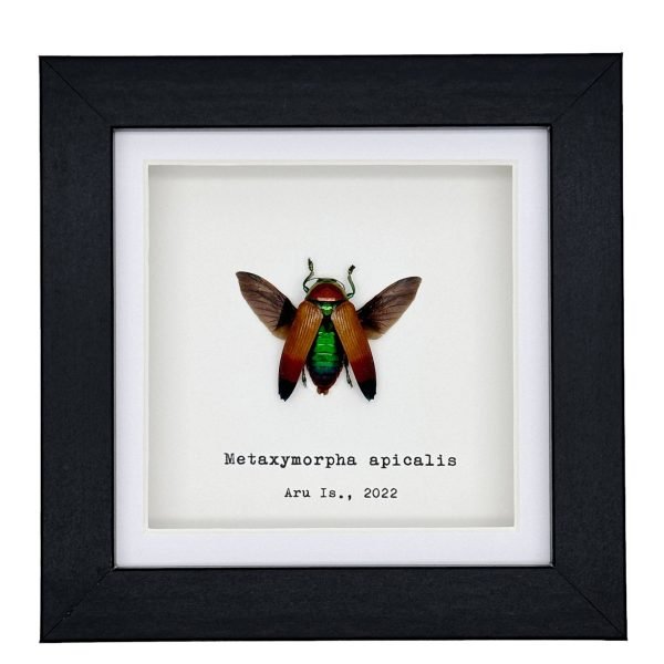 Magnificent Jewel Beetle (Metaxymorpha apicalis) Framed Specimen - TaxidermyArtistry Magnificent Jewel Beetle (Metaxymorpha apicalis) Framed Specimen - TaxidermyArtistry