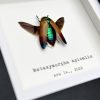Magnificent Jewel Beetle (Metaxymorpha apicalis) Framed Specimen - TaxidermyArtistry Magnificent Jewel Beetle (Metaxymorpha apicalis) Framed Specimen - TaxidermyArtistry