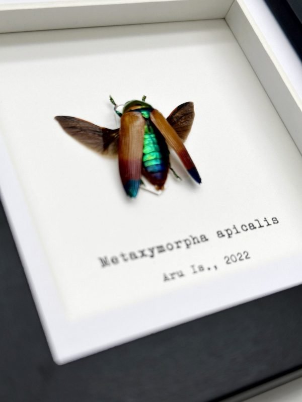 Magnificent Jewel Beetle (Metaxymorpha apicalis) Framed Specimen - TaxidermyArtistry Magnificent Jewel Beetle (Metaxymorpha apicalis) Framed Specimen - TaxidermyArtistry