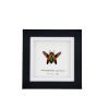 Magnificent Jewel Beetle (Metaxymorpha apicalis) Framed Specimen - TaxidermyArtistry Magnificent Jewel Beetle (Metaxymorpha apicalis) Framed Specimen - TaxidermyArtistry